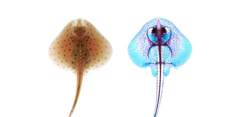 A little skate (Leucoraja erinacea) hatchling (left) with a skeletal preparation of a little skate hatchling (right), with cartilage stained blue and mineralized tissues stained pink.
