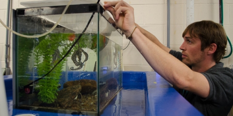 Bret Grasse checks on a mimic octopus (Thaumoctopus mimicus) in the MBL's Marine Resources Center.