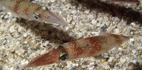 Longfin inshore squid