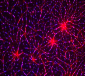 Assembly of a T-cell receptor pathway in vitro using 12 purified components on model membranes. An actin network (red) was induced by LAT clustering (blue). 
