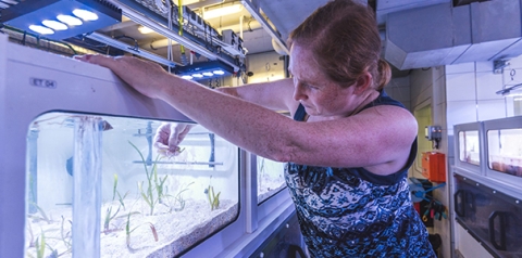 Mirta Teichberg in her seagrass lab
