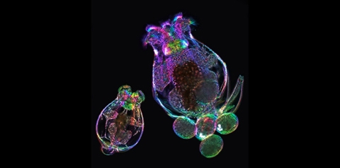 Mother rotifer (Brachionus manjavacas) carrying four eggs (right) and newly-hatched daughter (left). Image of live rotifers acquired using polychromatic polarization and phase contrast. 