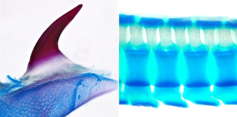 A single dermal denticle (tooth-like scale) from a skate hatchling. The mineralised denticle is stained red, and the underlying cartilage is stained blue.