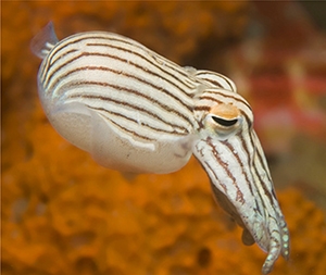 pajama squid