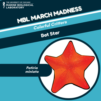 march madness "baseball card" for Bat Star