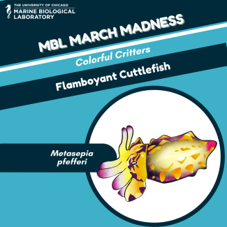 march madness "baseball card" for flamboyant cuttlefish
