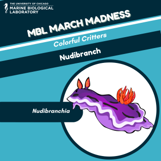 march madness "baseball card" for Nudibranch