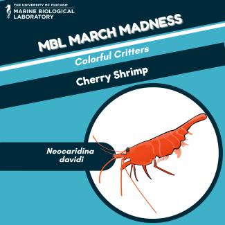 march madness "baseball card" for cherry shrimp