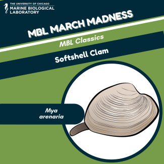 softshell clam "baseball card" for MBL March Madness