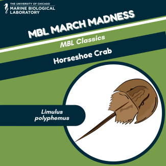 mbl march madness "baseball card" for horseshoe crab