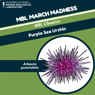 purple sea urchin mbl march madness baseball card