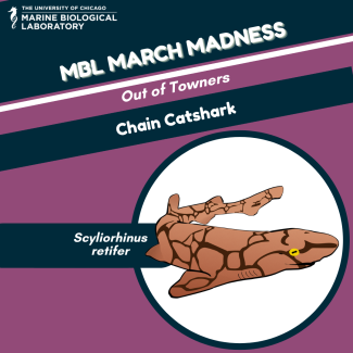 mbl march madness "baseball card" for Chain Catshark