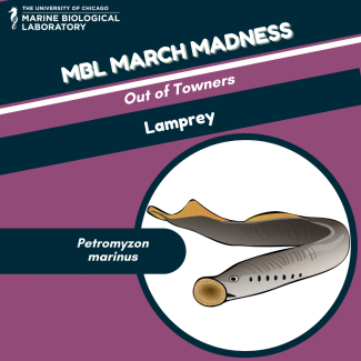 mbl march madness "baseball card" for Sea Lamprey