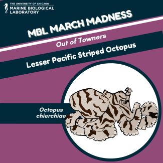 mbl march madness "baseball card" for Lesser Pacific Striped Octopus