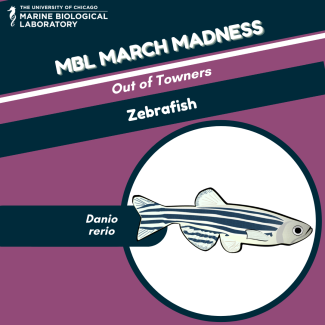 MBL March Madness "baseball card" for Zebrafish