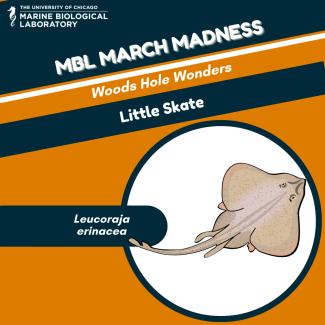 little skate "baseball card" for MBL March Madness