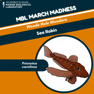 sea robin "baseball card" for MBL March Madness