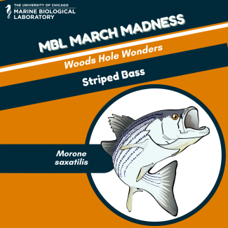a "baseball card" for the Striped Bass MBL March Madness 2022