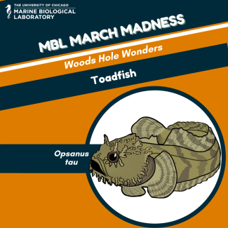MBL march madness "baseball card" for Oyster Toadfish