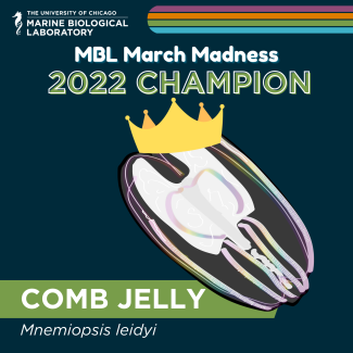 the Comb Jelly was the 2022 MBL March Madness Champion!