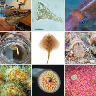 A grid of organisms studied by the 2022 Whitman Fellows
