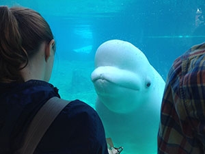Beluga whale at Mystic Aquarium