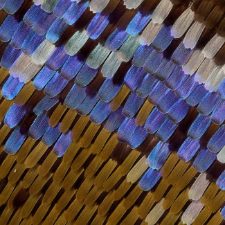 Image of adult wing scales of the Mountain Blue Butterfly, Papilio ulysses.  The blue scales seen here create color through the interaction of light with scale nanostructures, as opposed to the brown scales, which utilize pigments.