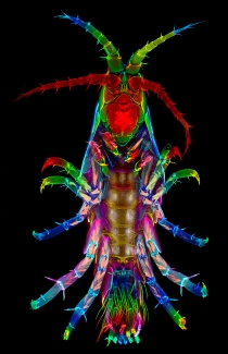 Image of a Parhyale hatchling showing the impressive array of appendages used for various functions including feeding, jumping, swimming, and mating.