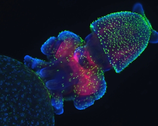 Confocal image of squid embryo. Credit: Davalyn Powell, MBL Embryology course