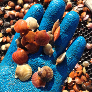 Hatcheries produce shellfish seed (bay scallops pictured here) to be grown on farms later on. Image credit: Dan Ward