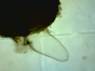 Hard Clam filtering algae
