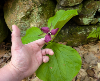 A scientist points at a blooming flower.