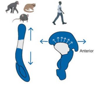 A graphical depiction of how ape and human pelvises ossify.