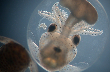 bobtail squid embryos