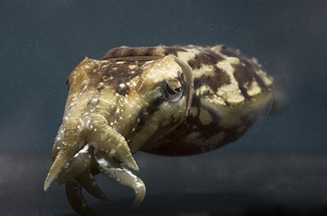 Stumpy Cuttlefish