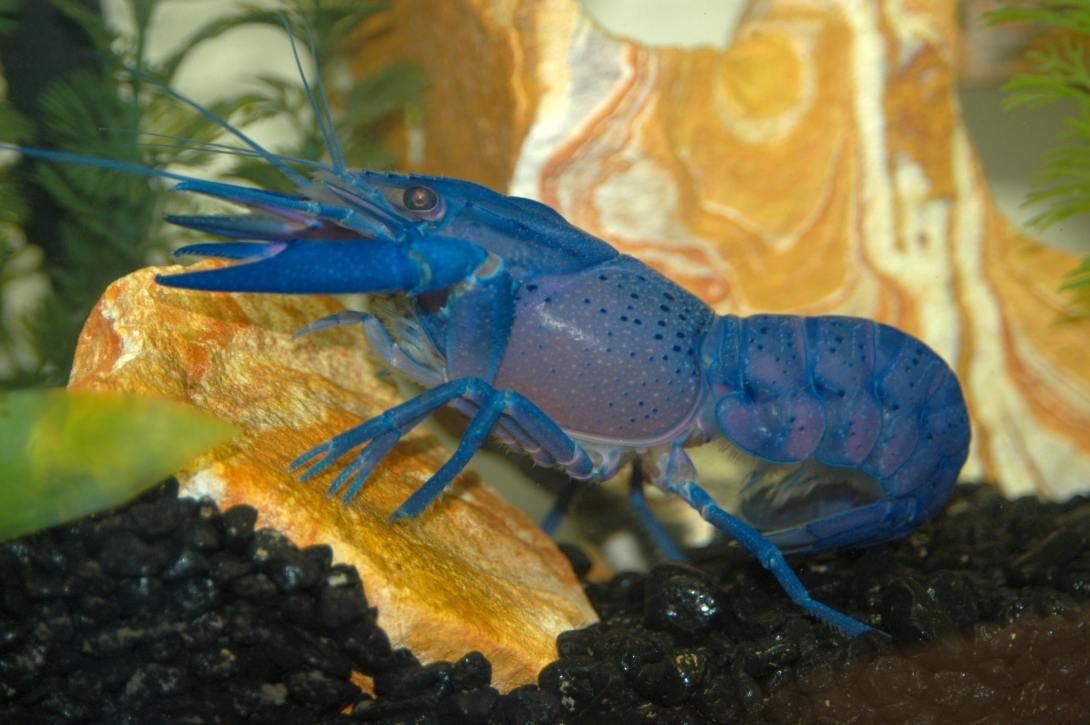 An adult Blue Crayfish, which nicely illustrates the diversity of appendages possessed by crustaceans. Credit: Nipam Patel