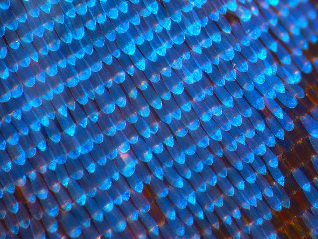 The structurally colored blue wing scales of a <em>Morpho peleides</em> butterfly. Credit: Ryan Null and Nipam Patel
