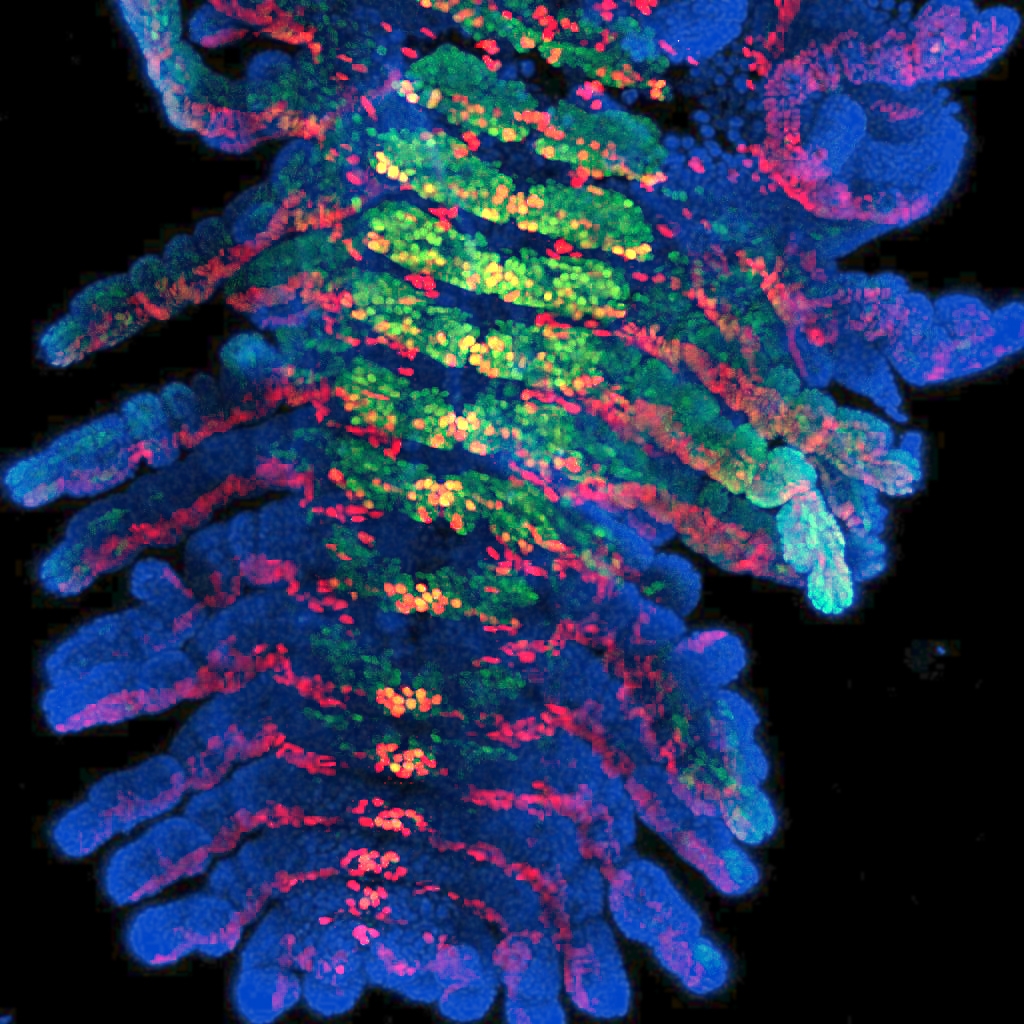 An embryo of the amphipod crustacean, <em>Parhyale hawaiensis</em>. Engrailed (red) is expressed at the posterior of each segment, while Ubx+abdA (green) are restricted to a subset of thoracic and abdominal segments. Credit: Erin Jarvis and Nipam Patel