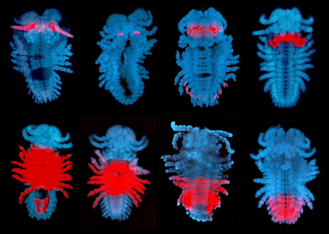 Embryos of the amphipod crustacean, <em>Parhyale hawaiensis</em>, at about halfway through embryonic development. The red staining shows the expression pattern of different Hox (homeotic) genes along the anterior-posterior axis. Credit:  Julia Serano, Danielle Liubicich and Nipam Patel