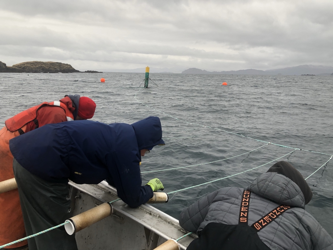 Installation and seeding of the Popof Island kelp farm