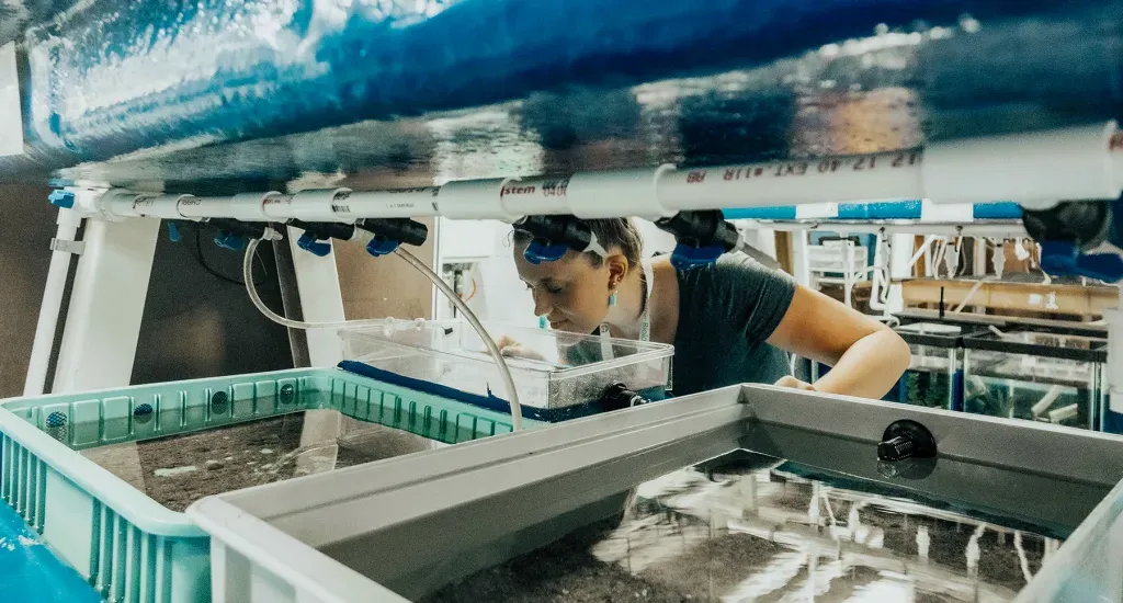 Research Assistant Emily Lucas in the MBL's Cephalopod Mariculture Lab. Credit: Megan Costello