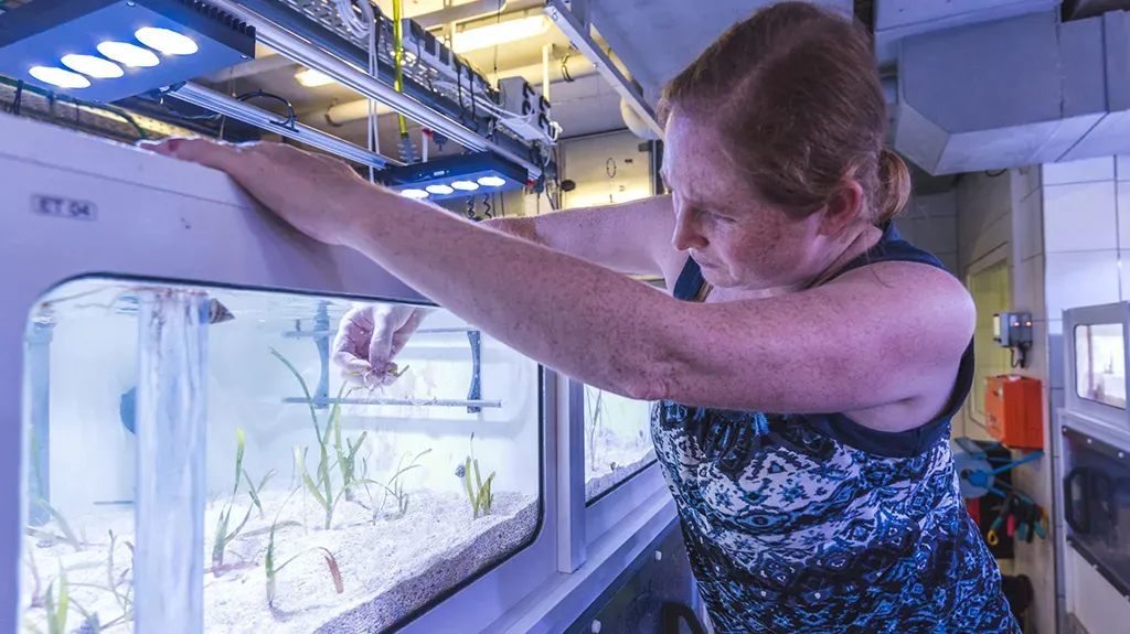 Mirta Teichberg in her seagrass lab. Seagrass meadows, like coral reefs, provide a critical habitat for a great diversity of marine life, including fish, mollusks and crustaceans. Credit: Tom Vierus, Leibniz Centre for Tropical Marine Research (ZMT)