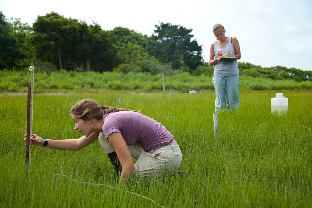 University of Chicago students take measurements in Great Sippewissett marsh. Credit: Daniel Cojanu
