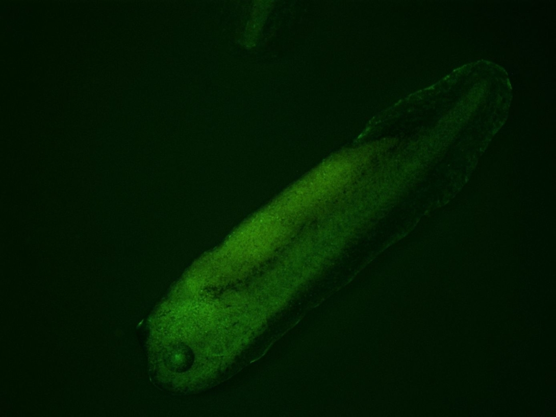 Transgenic Laevis | Marine Biological Laboratory