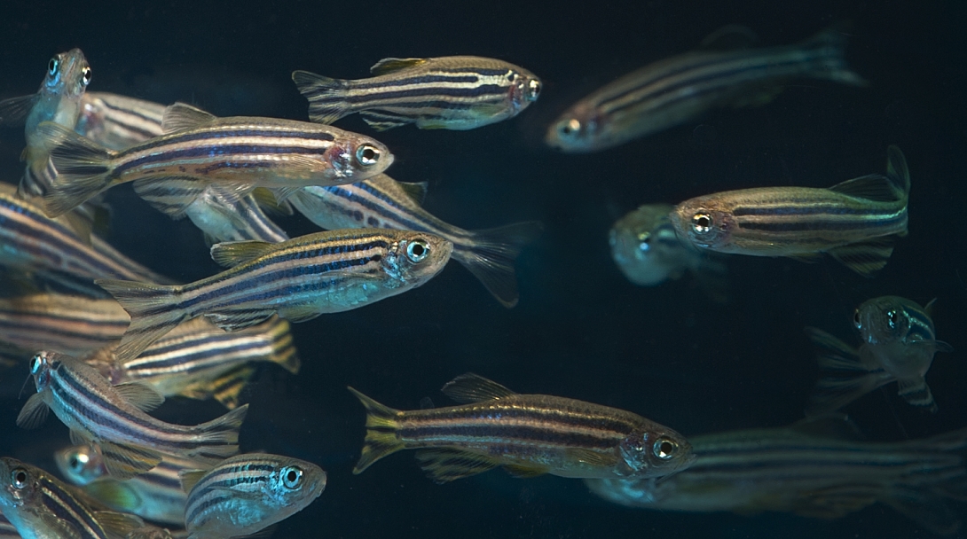 Zebrafish (Danio rerio) in a lab. Credit: Lynn Ketchum, OSU via CC license
