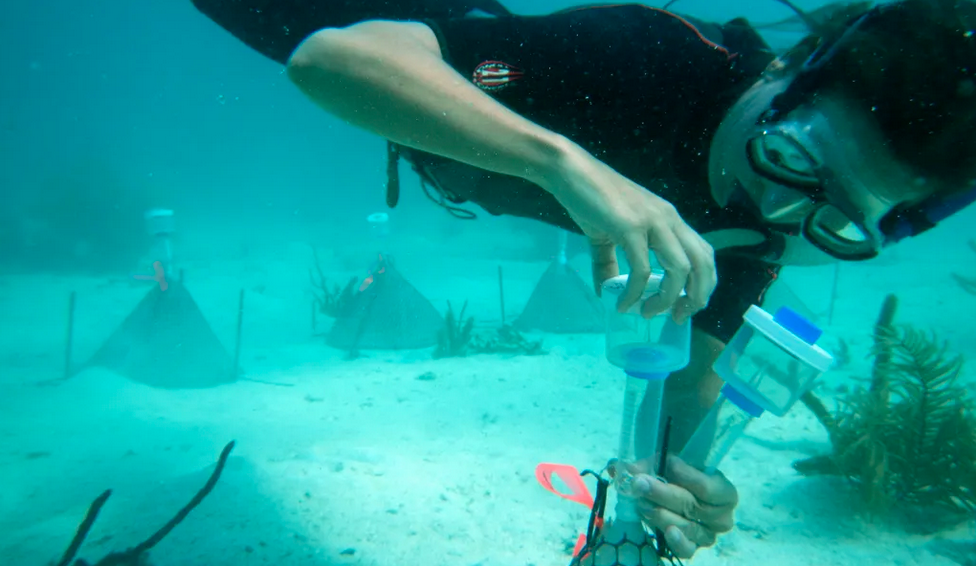 Loretta Roberson performs experiments under water. 