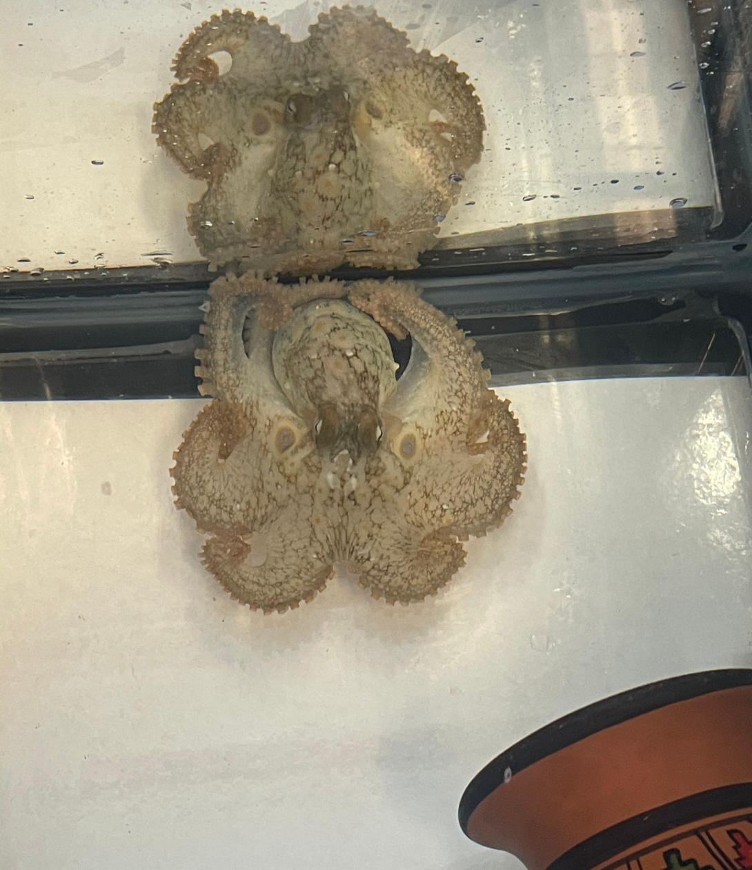 A California two-spot octopus (O. bimaculoides) in a tank in the MBL's Marine Resouces Center. 