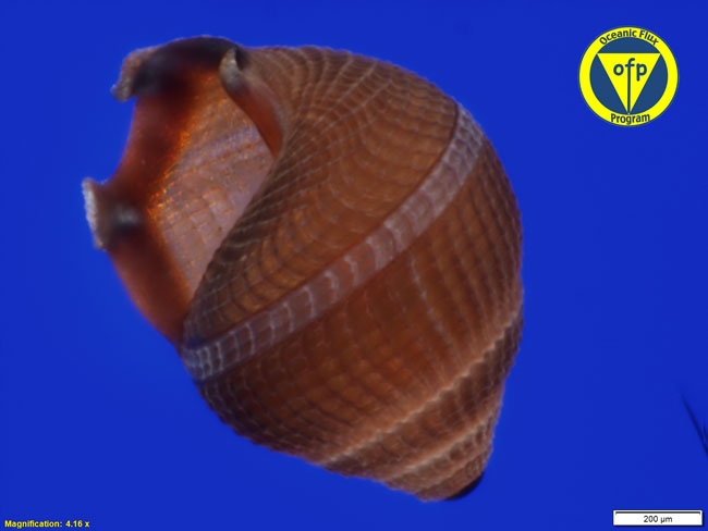 1500m: Gastropod shell
