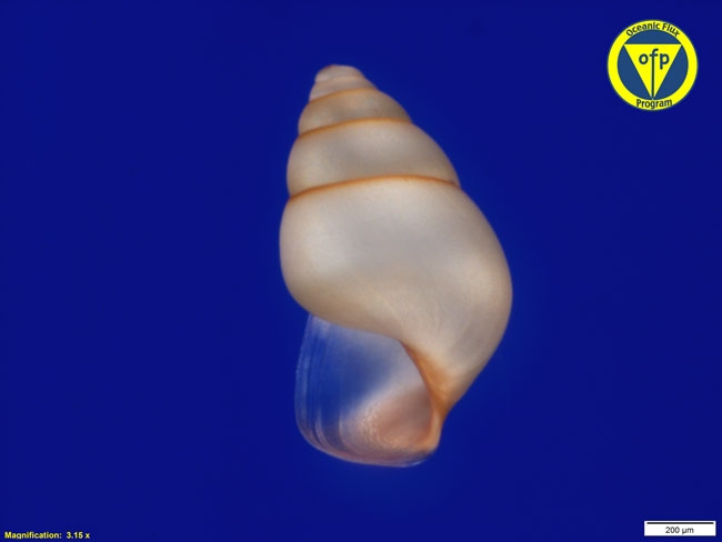 1500m: Pteropod shell of Limacina bullimoides