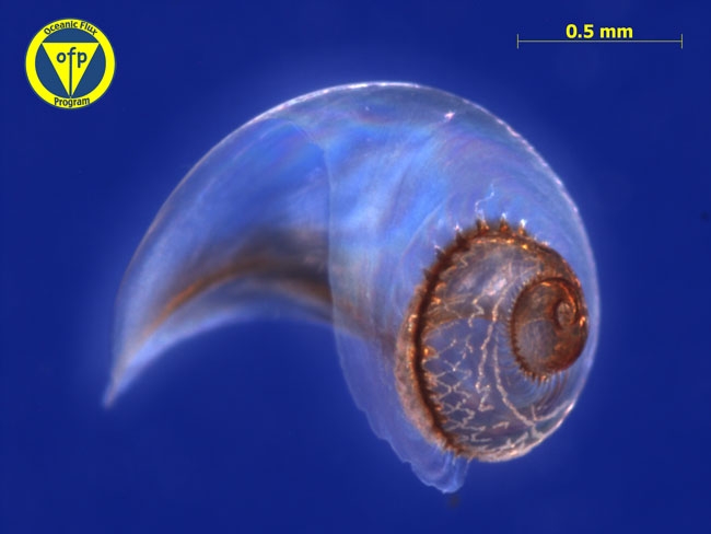 3200m: Pteropod shell of Peracle reticula